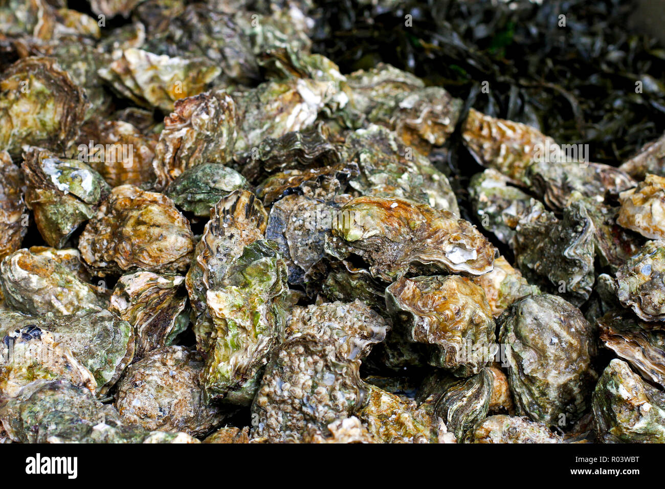Stapel von frisch gefangenen geschlossen Austernschalen Stockfoto