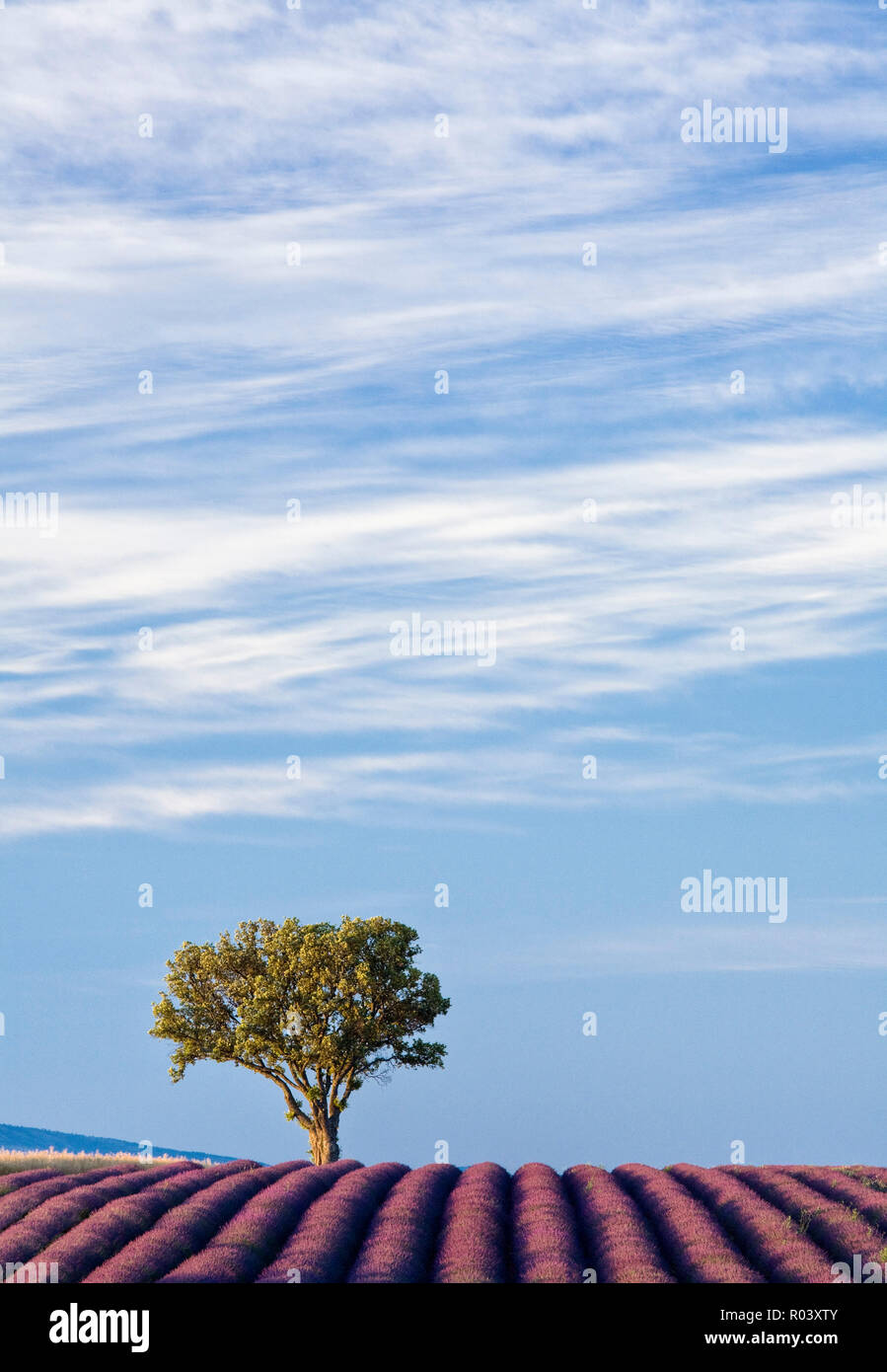 Lavendelfeld mit Baum, Plateau de Valensole, Provence, Frankreich Stockfoto
