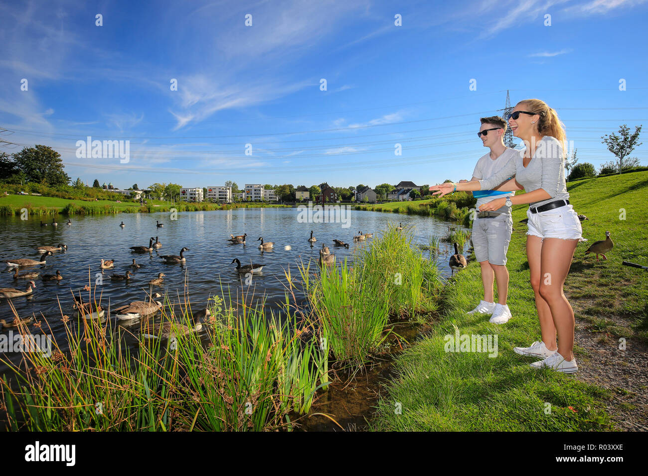 Essen, Ruhrgebiet, Deutschland, städtische Entwicklung Projekt Niederfeldsee, junges Paar feeds Kanada agaenas Stockfoto