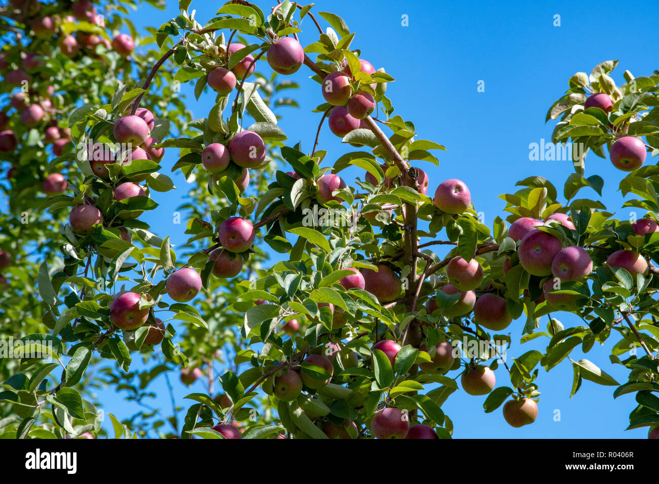Bio Apfel schließen oben in einem Baum in einem Apple Orchard Stockfoto