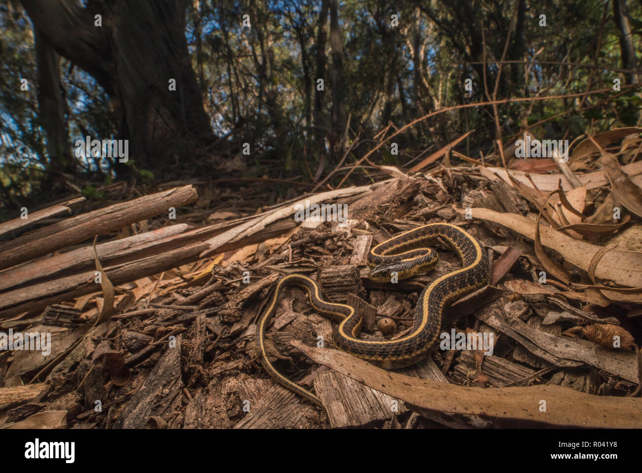 Eine Küste garter snake (Thamnophis elegans terrestris) aus in der Nähe von Berkeley, CA. Es war in einem Hain von invasiven Eukalyptus gefunden. Stockfoto
