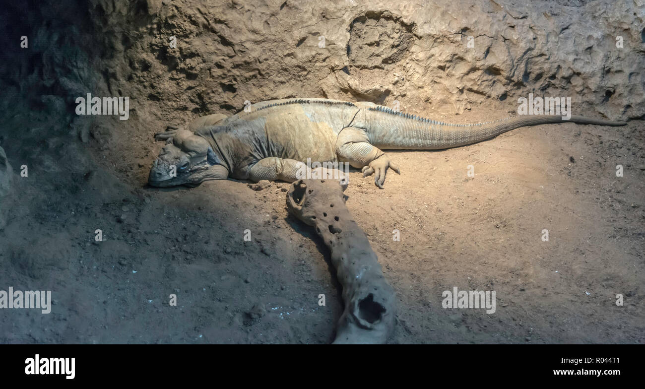 Utila iguana (Ctenosaura bakeri), Lügen und Blick in die Kamera, das fabelhafte Drache. Diese leguanarten ist kritisch gefährdeten Arten du Stockfoto