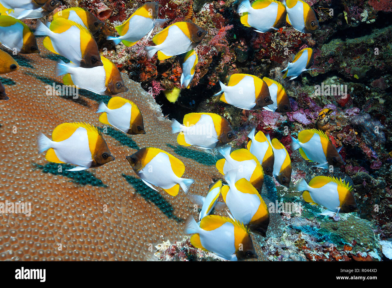 Pyramide Falterfische (Hemitaurichthys polylepis), Schulbesuch, Manado, Sulawesi, Indonesien Stockfoto