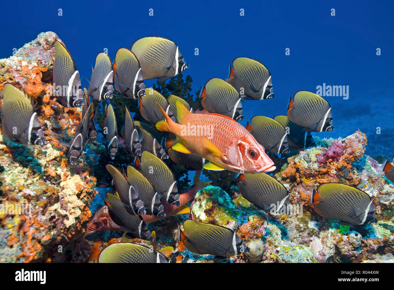 Eine Fischliste Haie bis Husaren (Sargocentron spiniferum) zwischen einer Gruppe Collared Falterfische (Chaetodon collare), Ari Atoll, Malediven Stockfoto