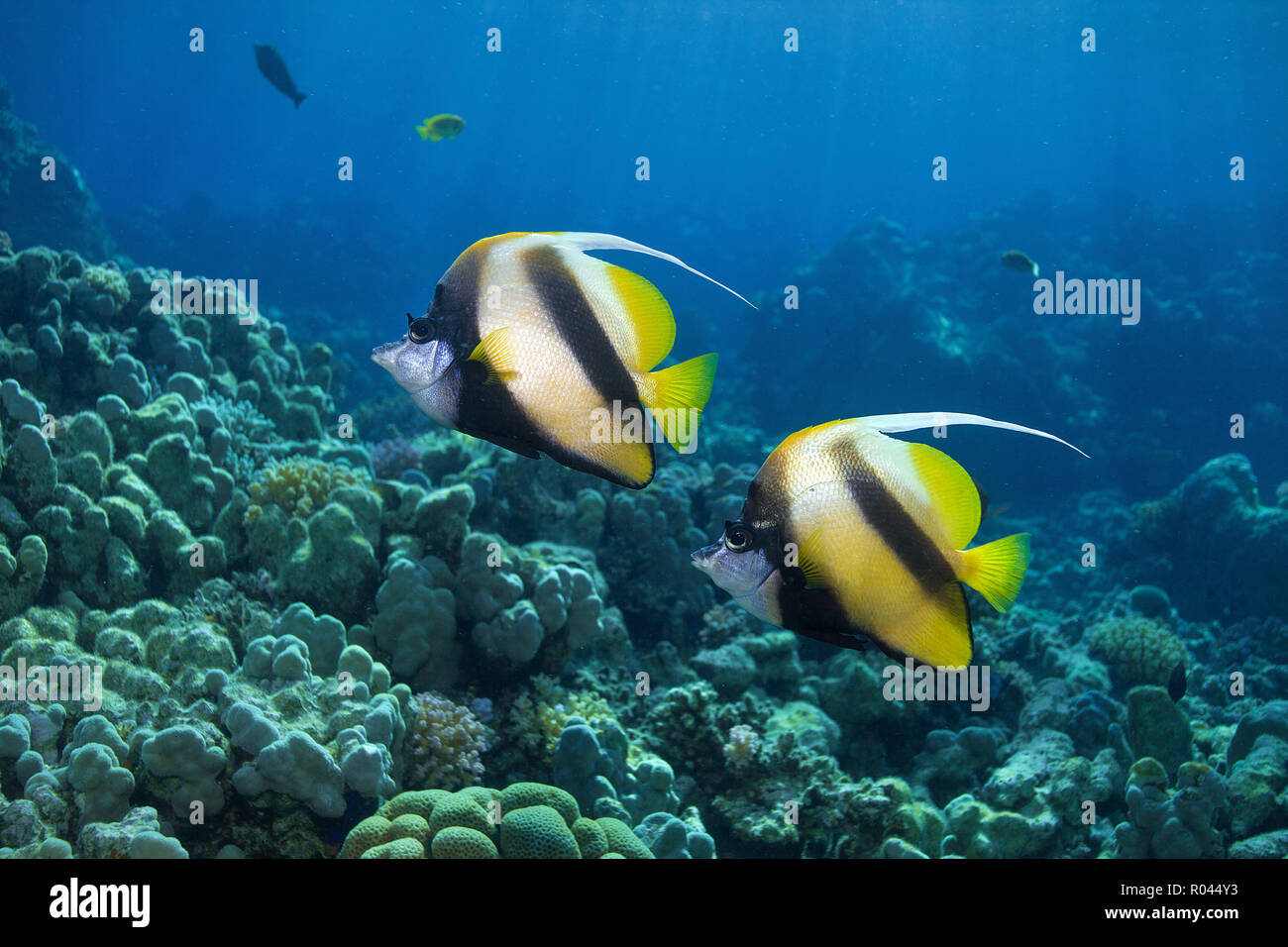 Rotes Meer Wimpelfische (heniochus Intermedius), Paar, Soma Bay, Ägypten Stockfoto