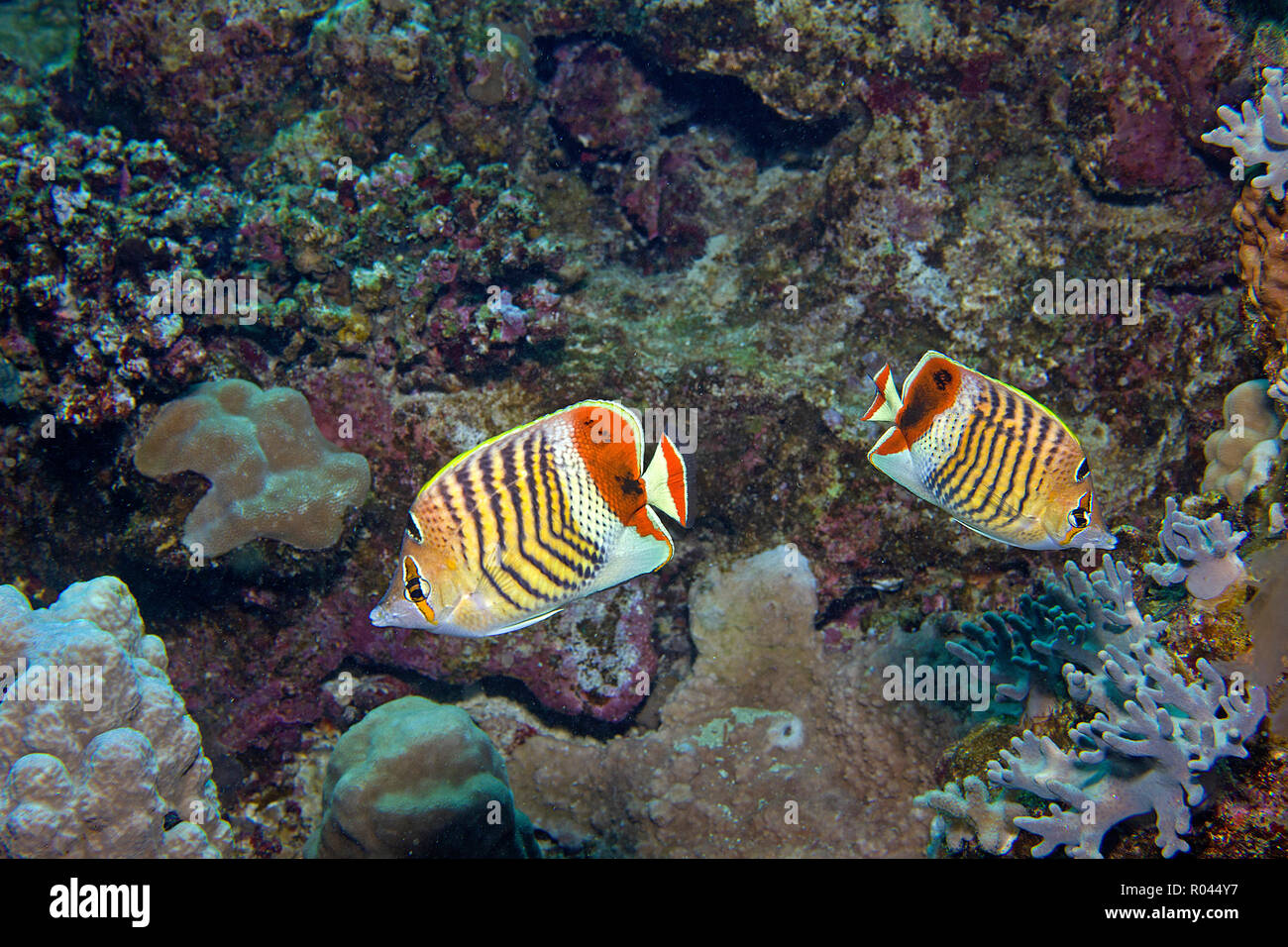 Zwei Redback butterfishes oder eritreischen Falterfische (Chaetodon paucifasciatus) an einem Korallenriff, Sinai, Ägypten Stockfoto