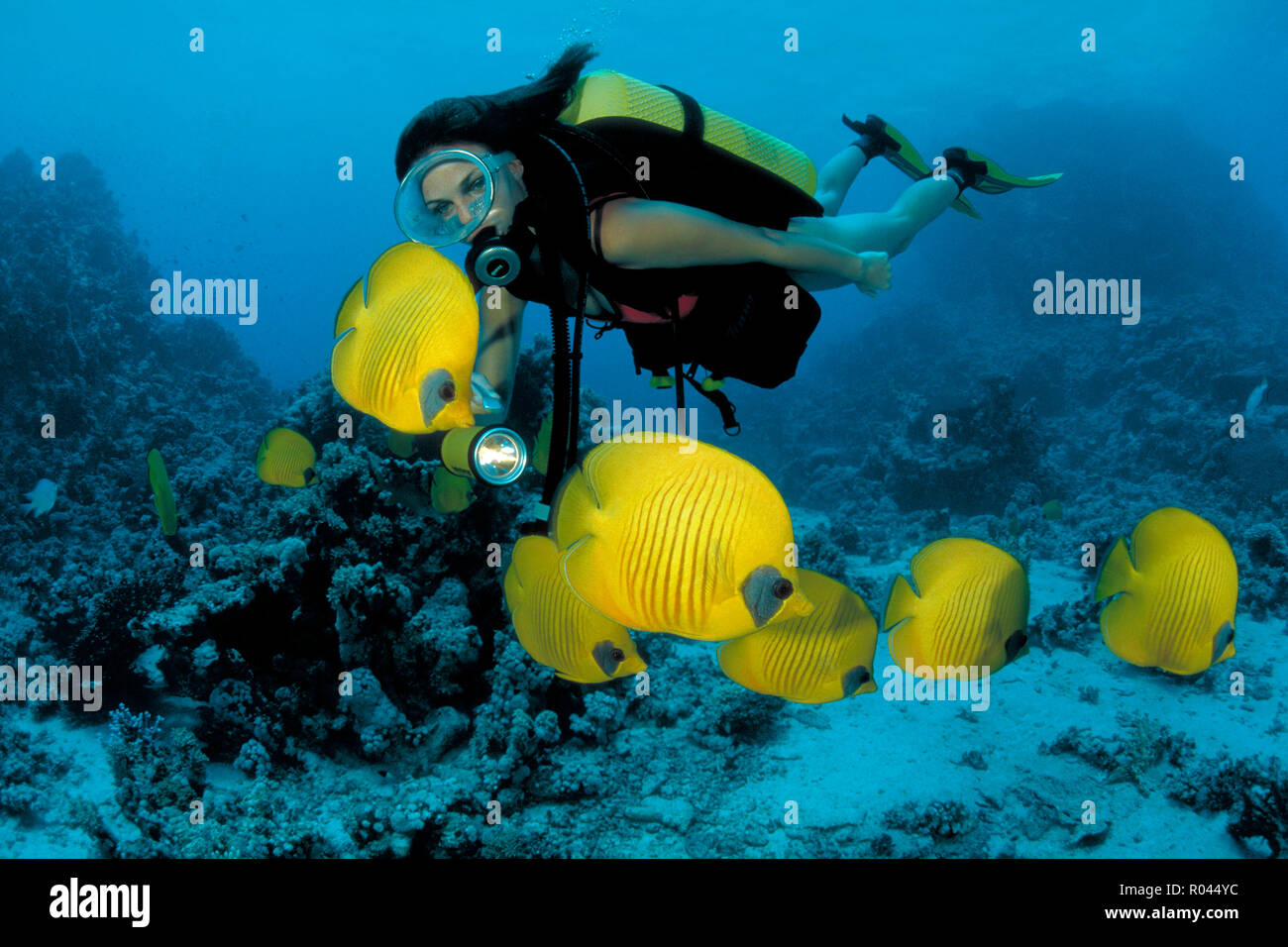 Scuba Diver und Maskierte Falterfische (Chaetodon semilarvatus), Marsa Alam, Ägypten Stockfoto