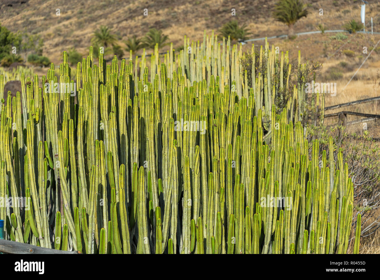 Große Kaktus detail Close up, Gran Canaria, Spanien Stockfoto