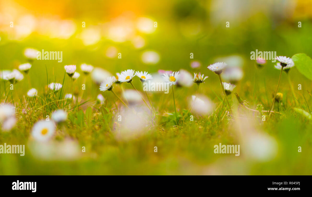 Schöne Nahaufnahme von Frühling Sommer Blumen. Helle Daisy Blumen und wiese feld für Natur Hintergrund Banner. Park oder Garten Blumen Szene, Inspirieren Stockfoto