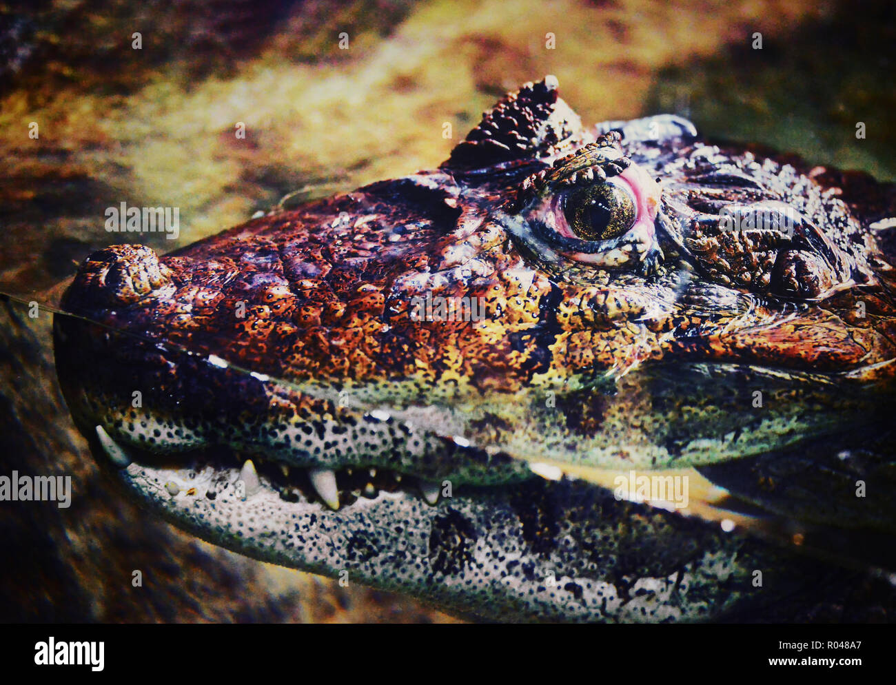 Caiman Caiman Latirostris Broad-Snouted - Stockfoto