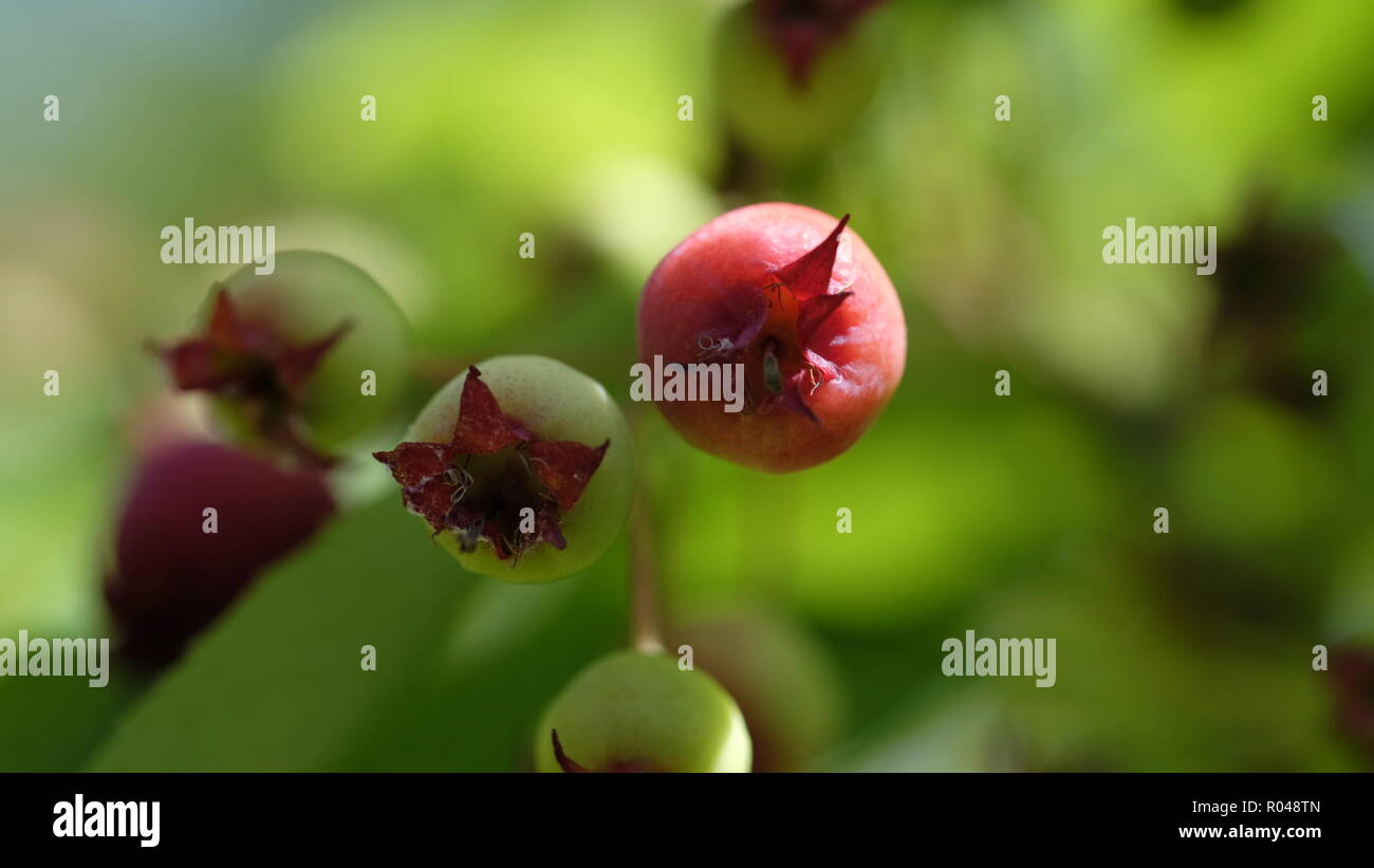 In der Nähe der Fotografie Stockfoto