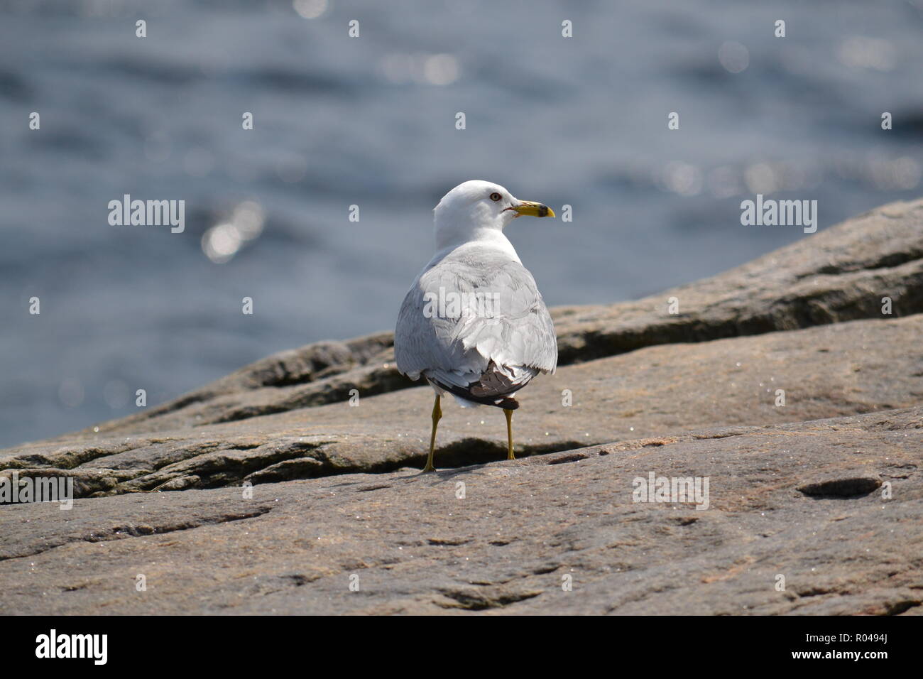 Möwe am Ufer des Saguenay River, Tadoussac, Kanada Stockfoto