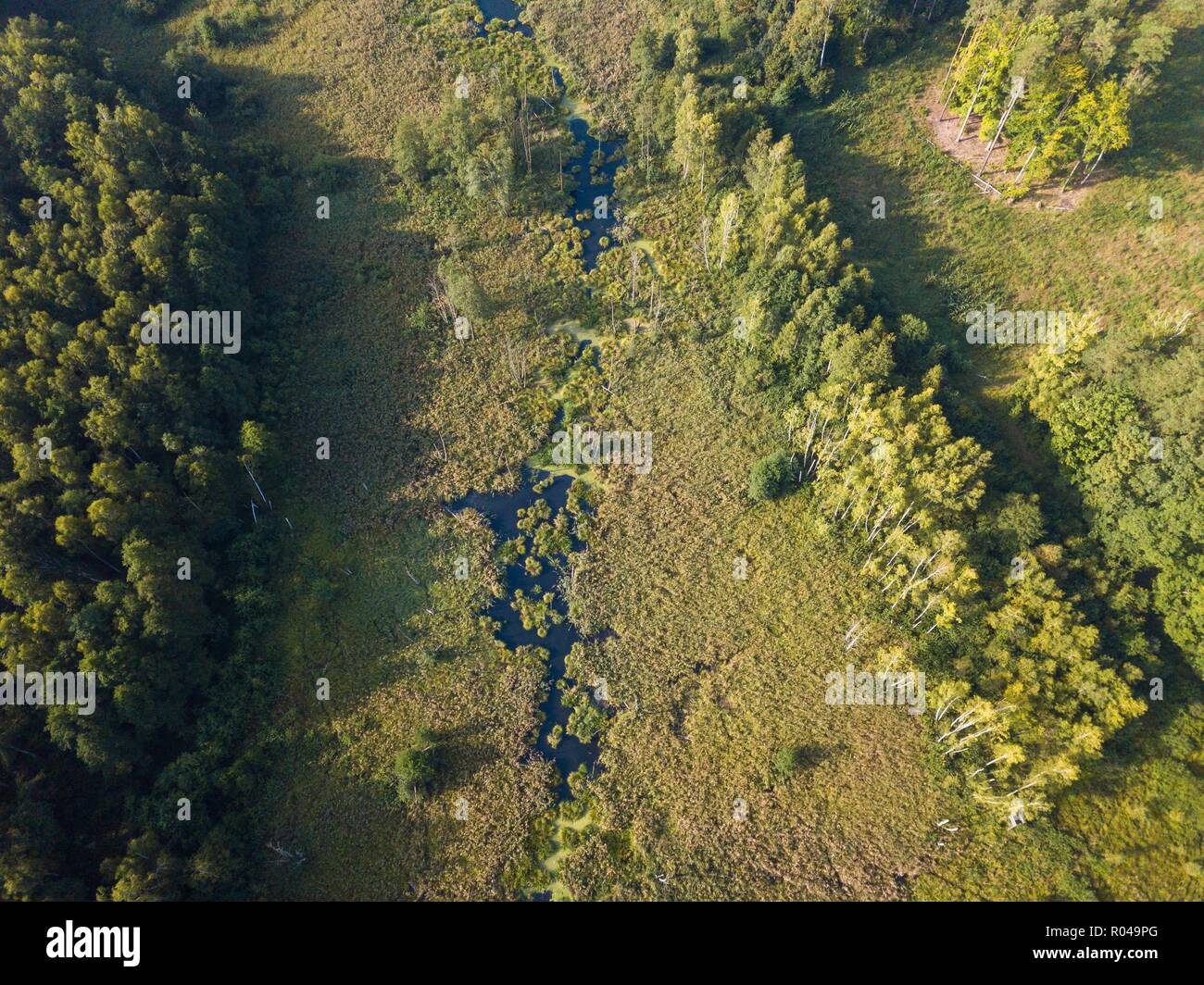 Kleiner Bach im Morgen Wald. Drone Landschaft der europäischen Wälder von oben. Stockfoto