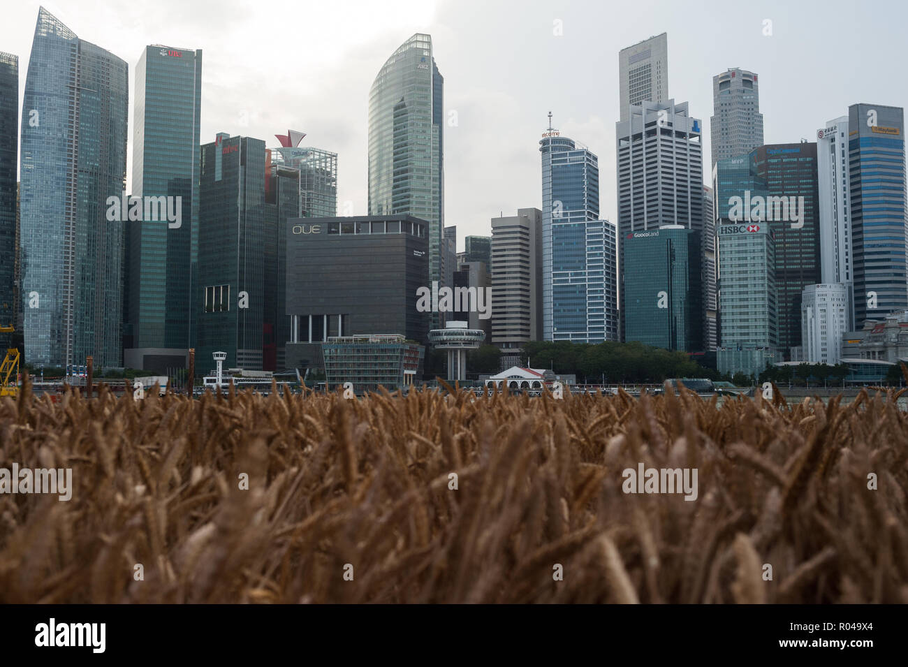 Singapur, Republik Singapur, Weizenfeld und Wolkenkratzer Stockfoto