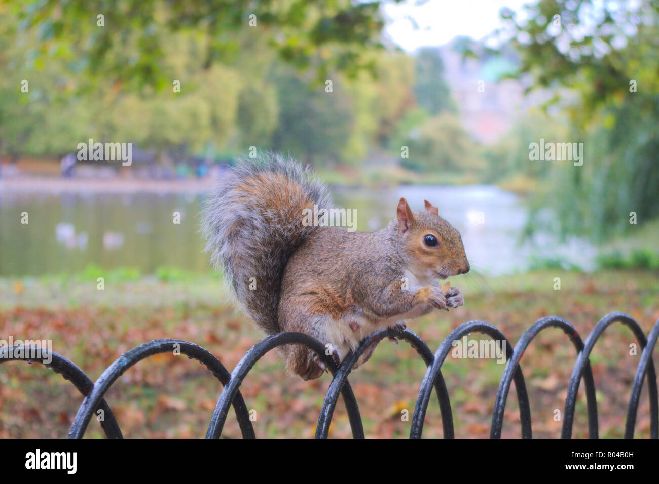 Eichhörnchen auf Zaun in einem Park ist das Essen eine Erdnuss. Stockfoto