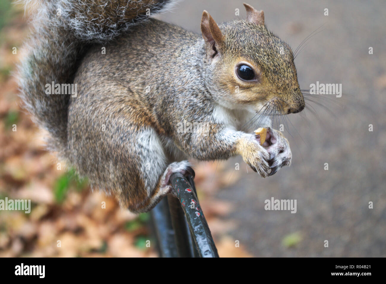 Eichhörnchen auf Zaun in einem Park ist das Essen eine Erdnuss. Stockfoto