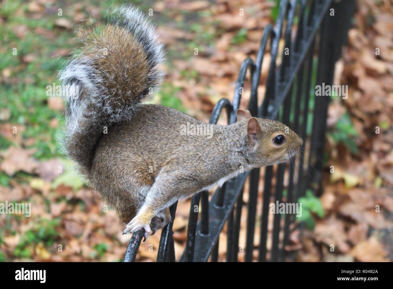 Eichhörnchen auf Zaun in einem Park. Stockfoto