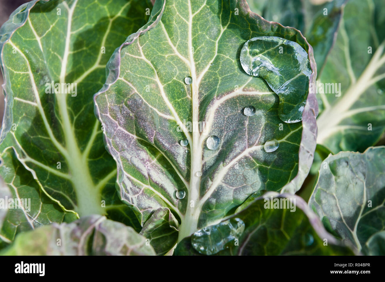 Tropfen Tau auf Rosenkohl verlässt. Stockfoto