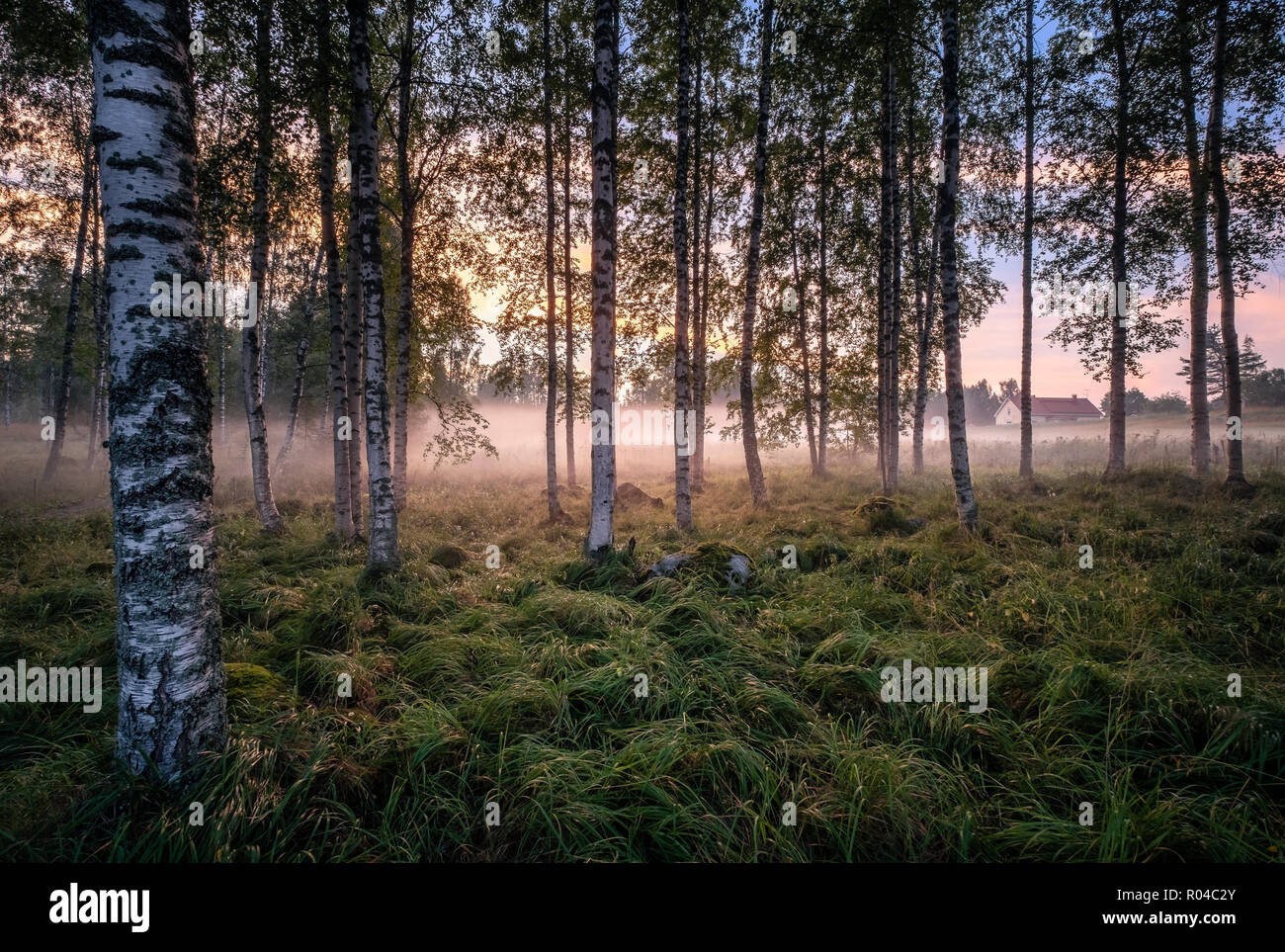 Idyllische Landschaft mit Birke Wald und Bauernhof am Sommer, der Abend in Finnland Stockfoto