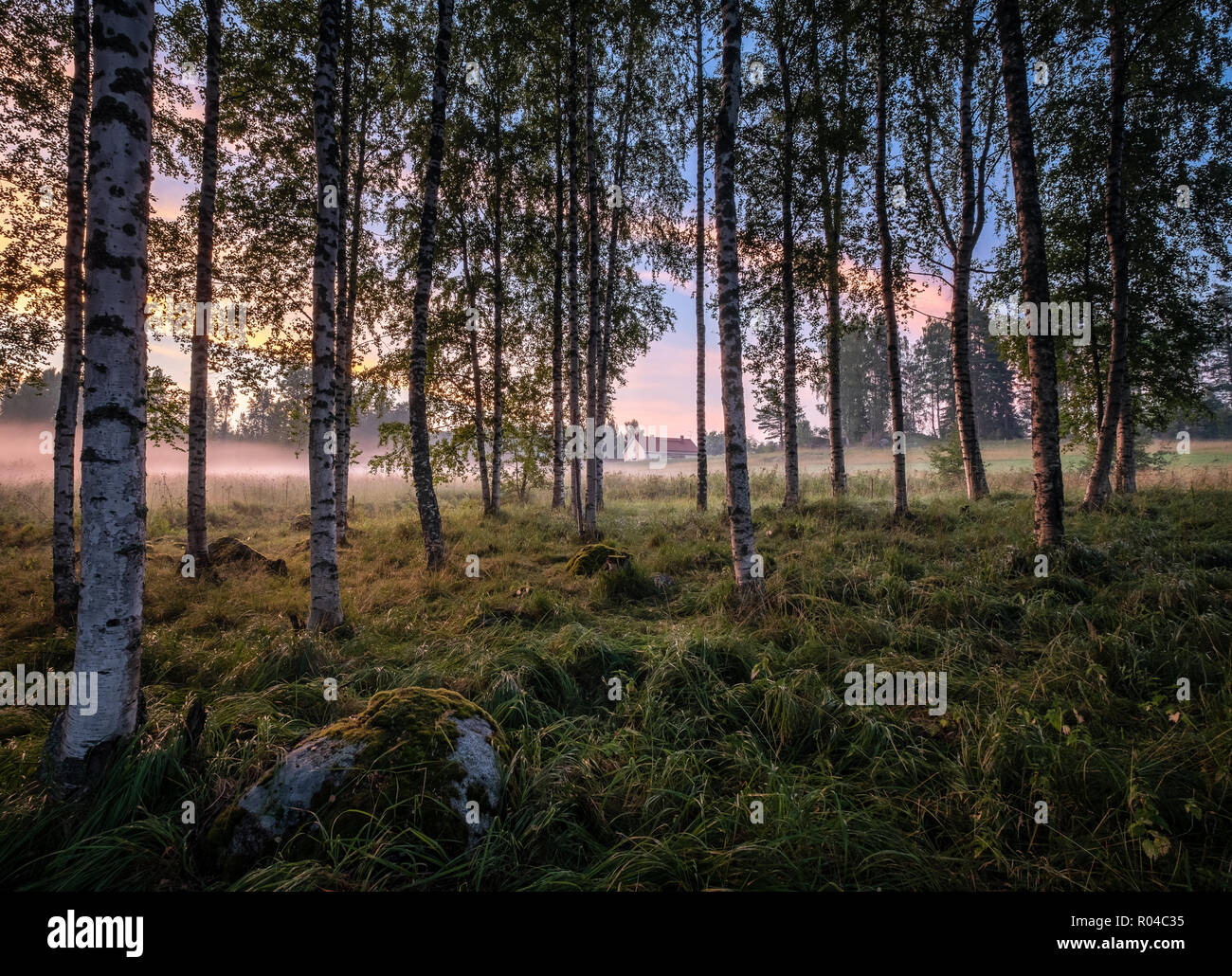 Idyllische Landschaft mit Birke Wald und Bauernhof am Sommer, der Abend in Finnland Stockfoto