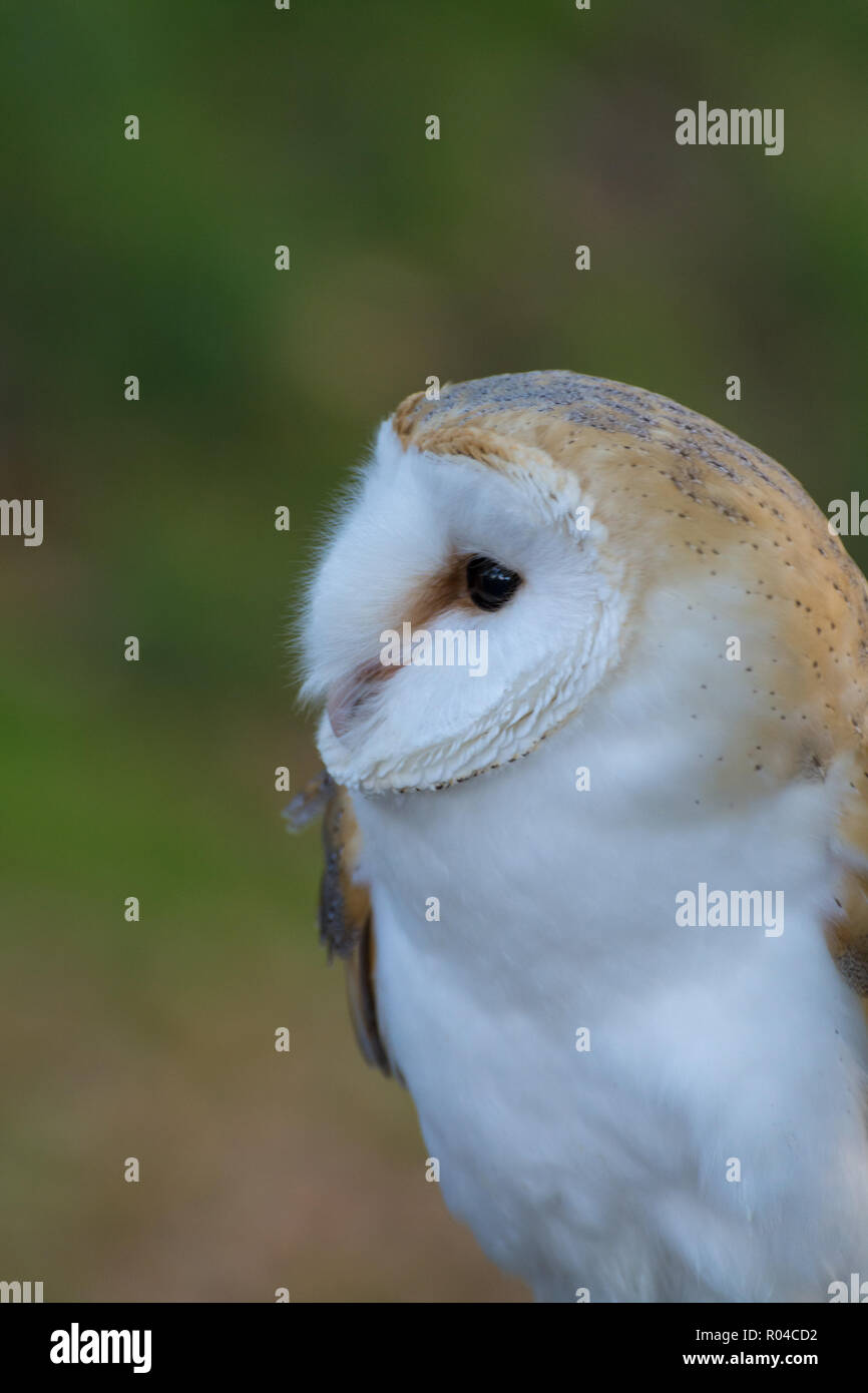 Nahaufnahme der Schleiereule (Tyto alba) Stockfoto