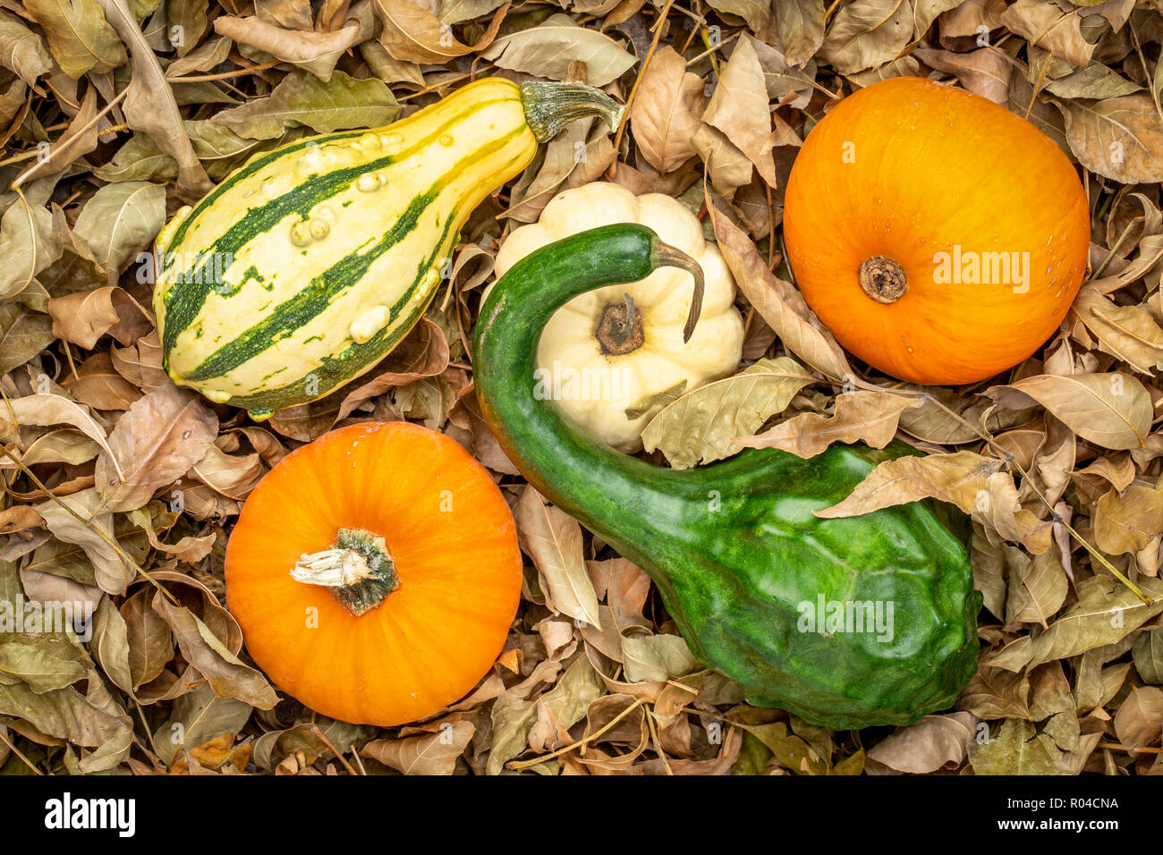Hintergrund der bunten Kürbisse und Dinosaurier Squash gegen trockene Blätter Stockfoto