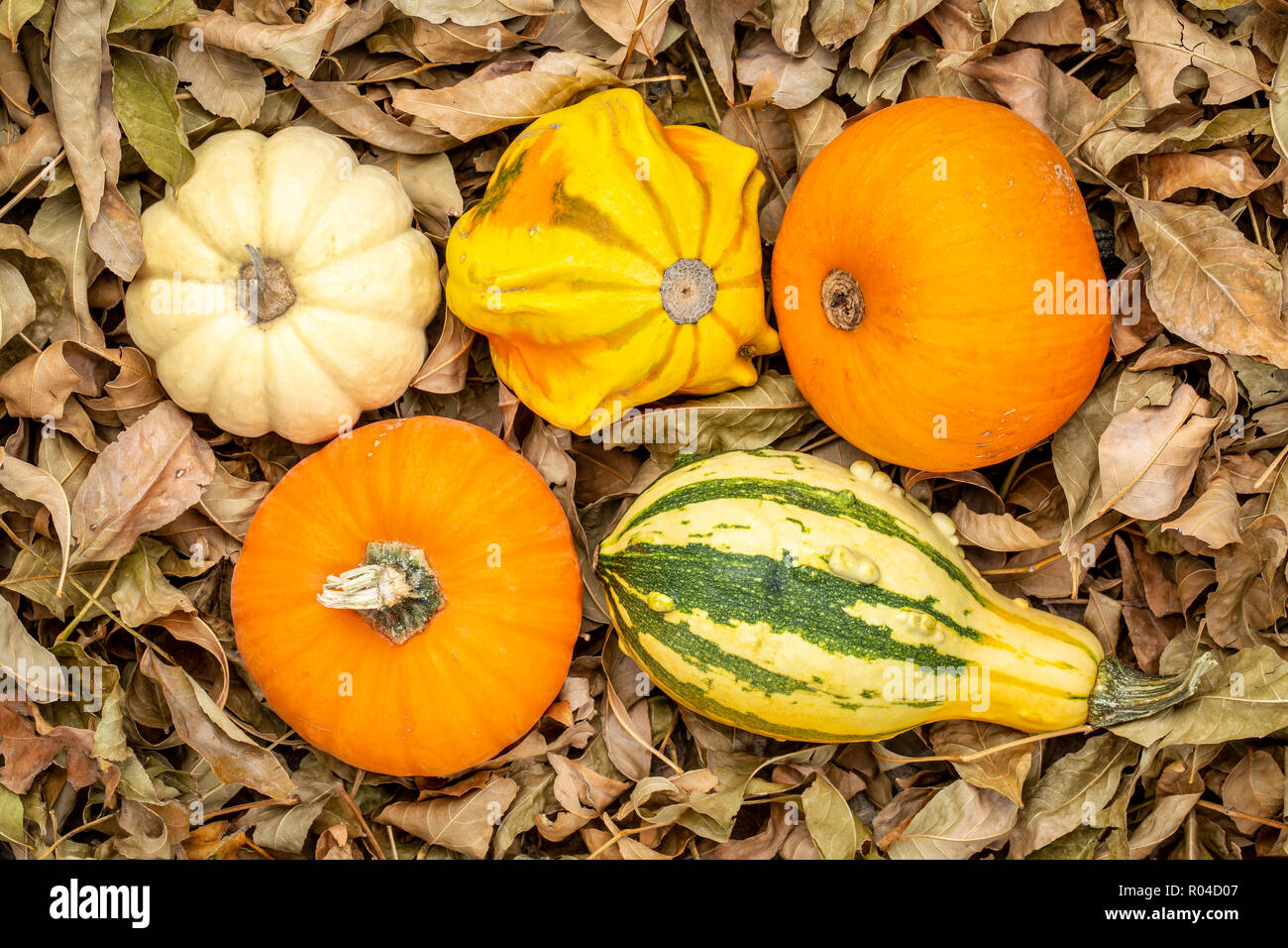 Hintergrund der bunten Kürbisse gegen trockene Blätter Stockfoto