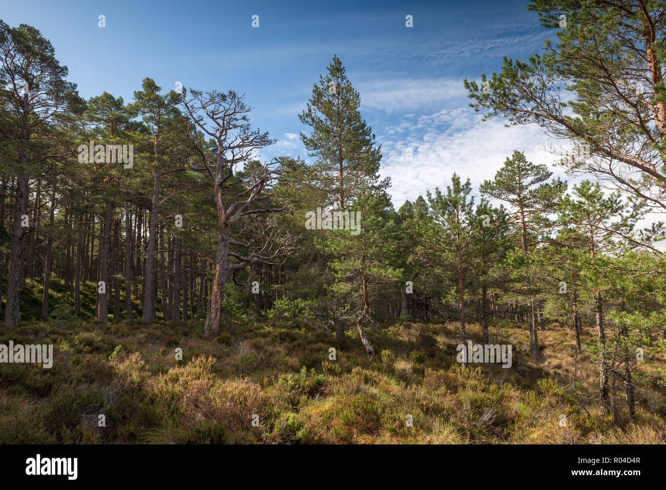 Die herrlichen natürlichen alten Abernethy kaledonischen Wald in der Nähe von Boat der Garten in den schottischen Highlands Stockfoto