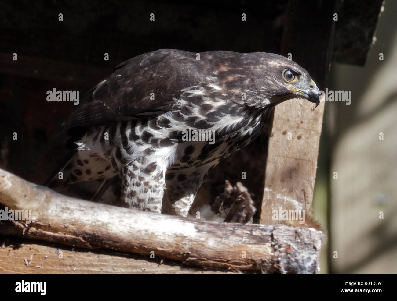 Northern Goshawk weiblich (accipiter generalis) Stockfoto