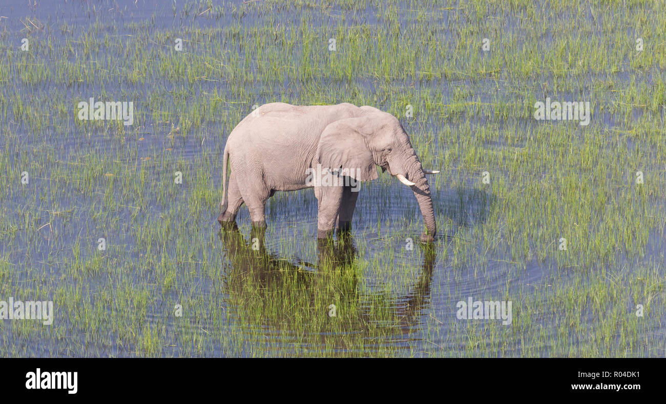 Elephant Crossing Wasser in das Okavango Delta (Botswana), Luftaufnahme Stockfoto