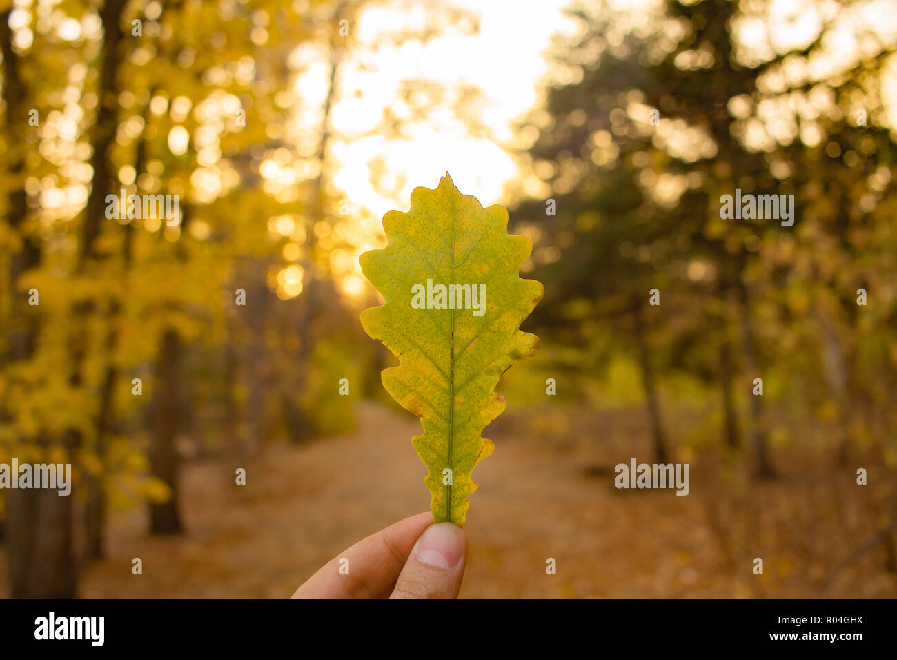 Hand gelb Eichenlaub auf Bäumen Hintergrund. Herbst Jahreszeit Zusammensetzung in den Wald. Stockfoto