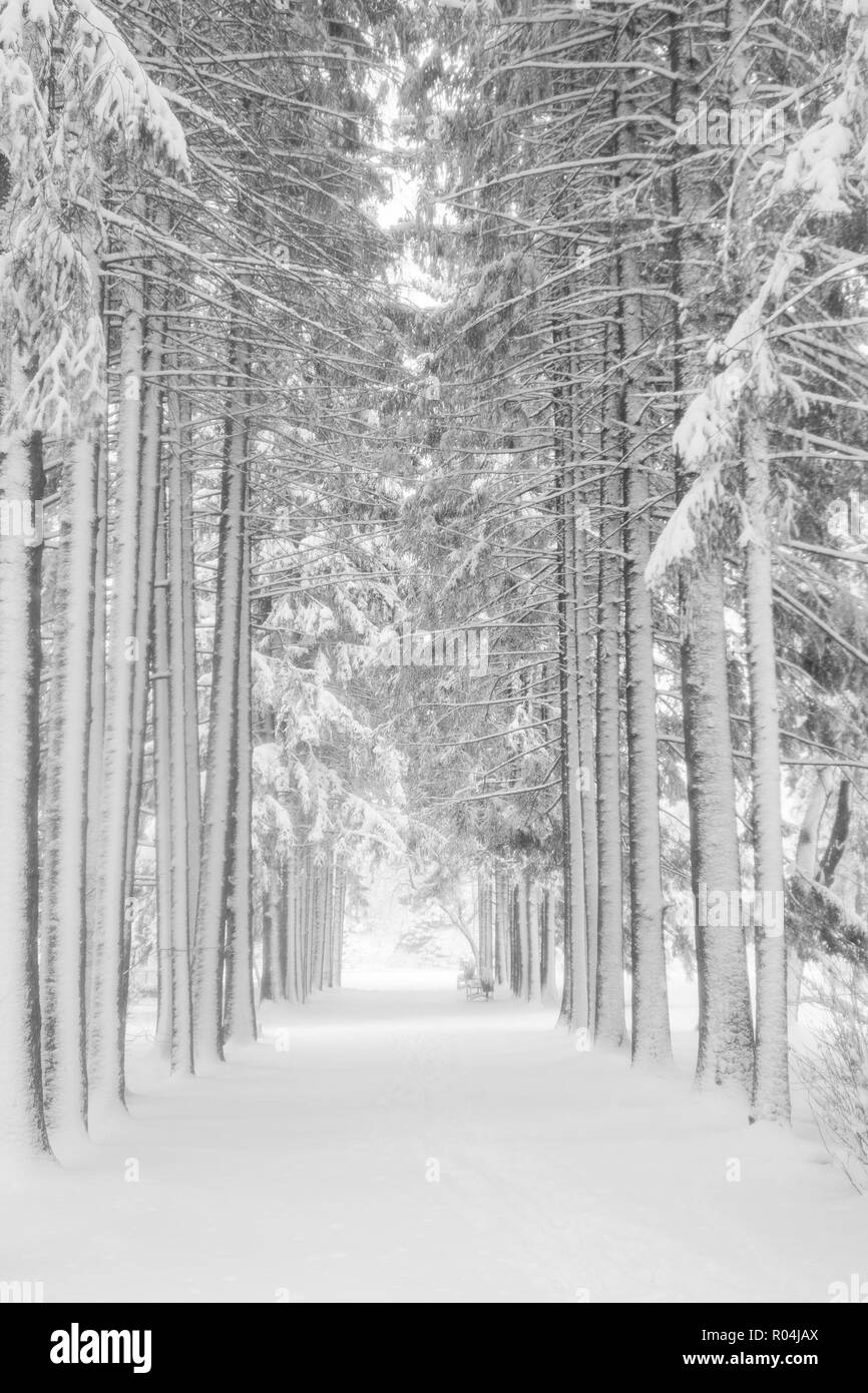 Die schneebedeckten hohen Tannen und Bäume Gasse in Town Park Fichten. Schwarz-weiß Foto. Stockfoto