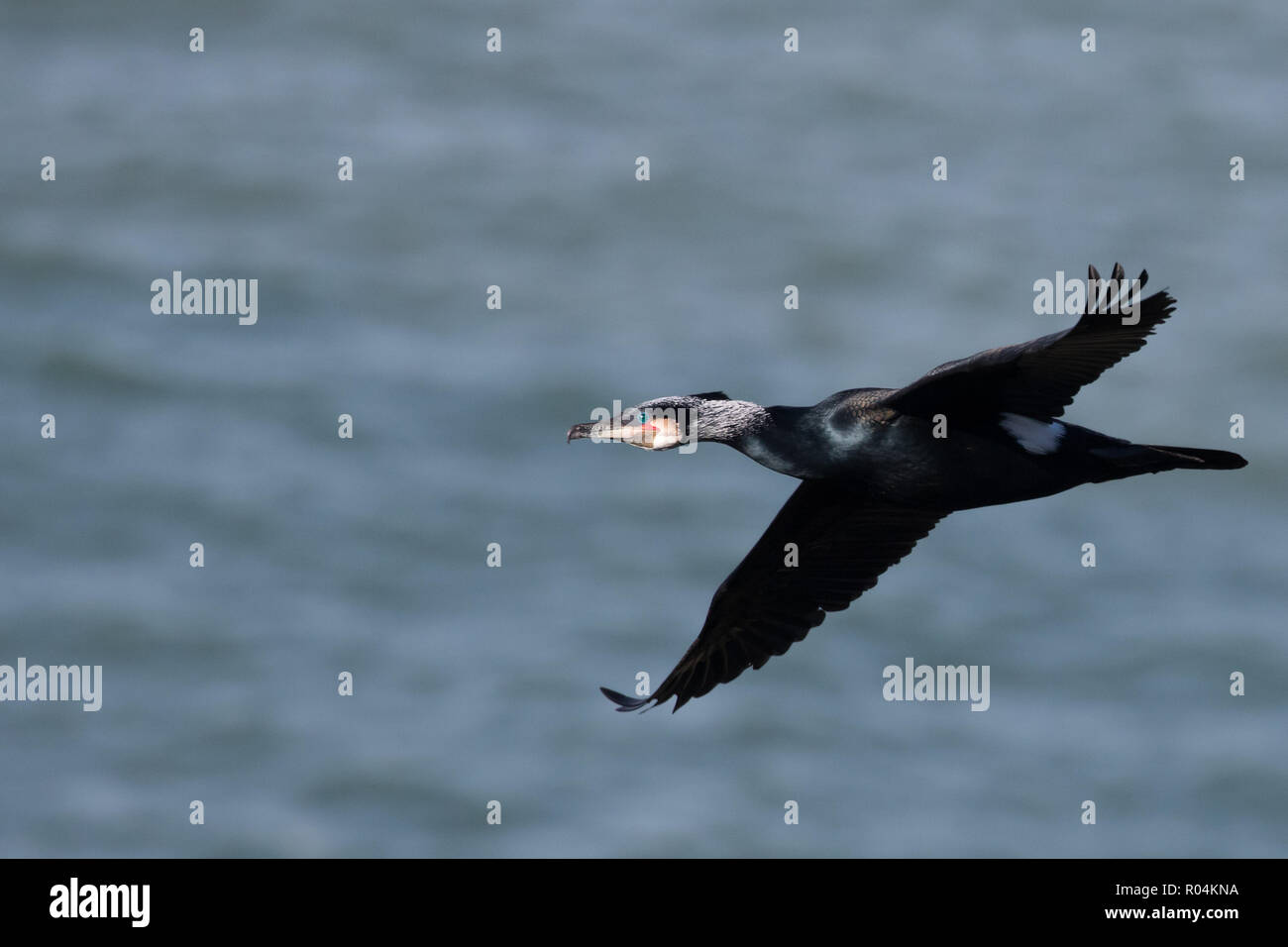 Ein Kormoran (Phalacrocorax carbo) im Flug, gleiten über eine Kolonie auf den Klippen des Little Orme, Llandudno, North Wales. Stockfoto