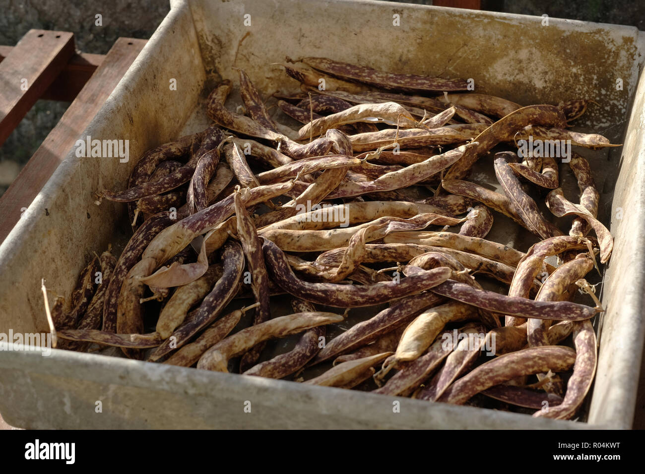 Trocknen borlotti Bohnen in ein Fach ein. Stockfoto
