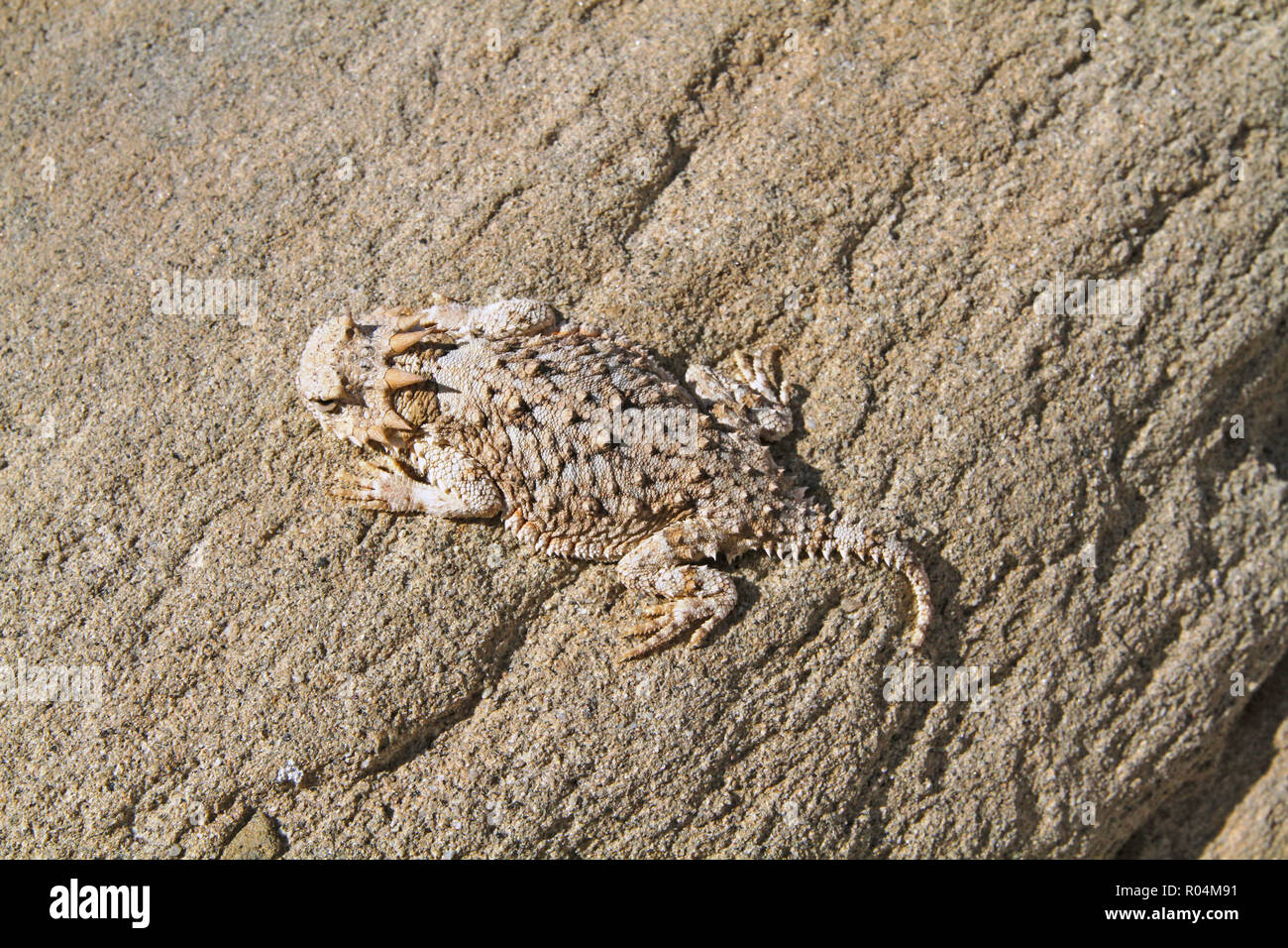 Gehörnte Eidechse gegen Rock getarnt. Stockfoto