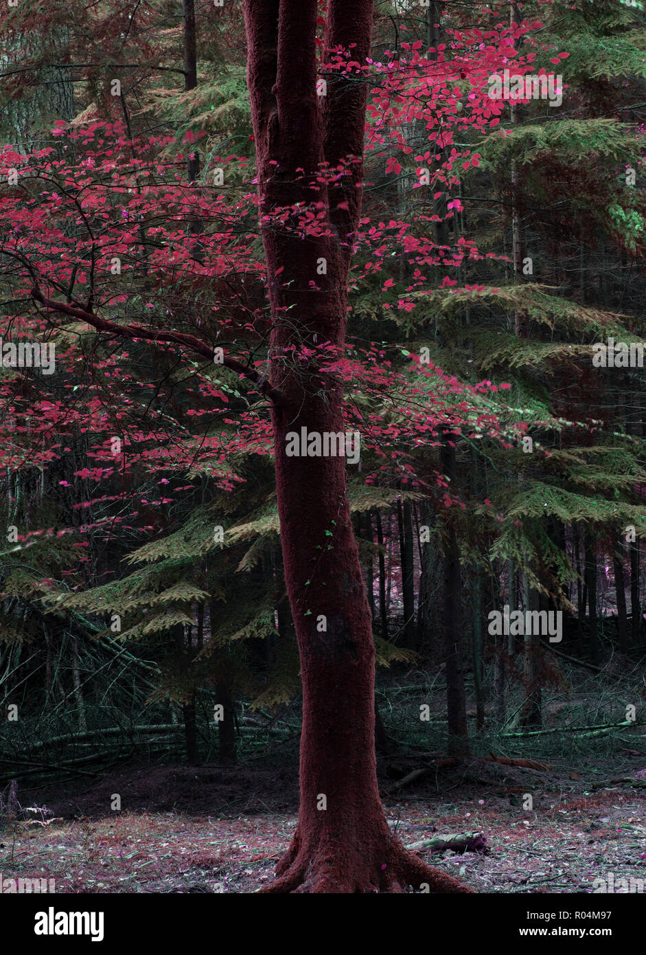 Atemberaubende false rot Herbst Bäume im Herbst Farbe in New Forest in England mit schönen Sonnenlicht Farben machen Pop gegen den dunklen Hintergrund Stockfoto