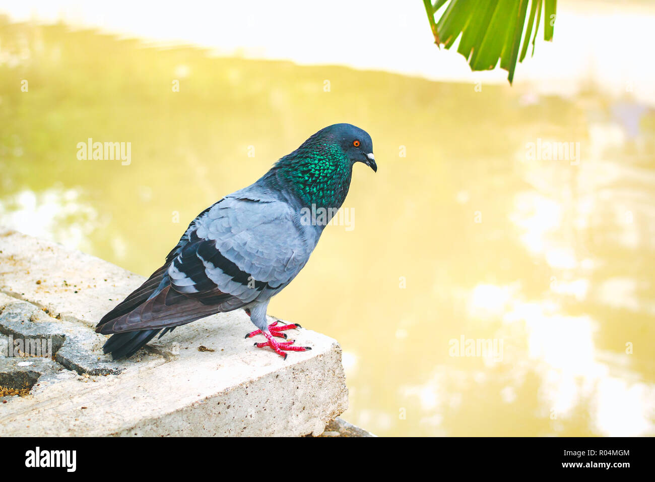 Pegions oder Tauben der Stadt bewohnt, pegions ist das Symbol des Friedens, Thailand. Stockfoto