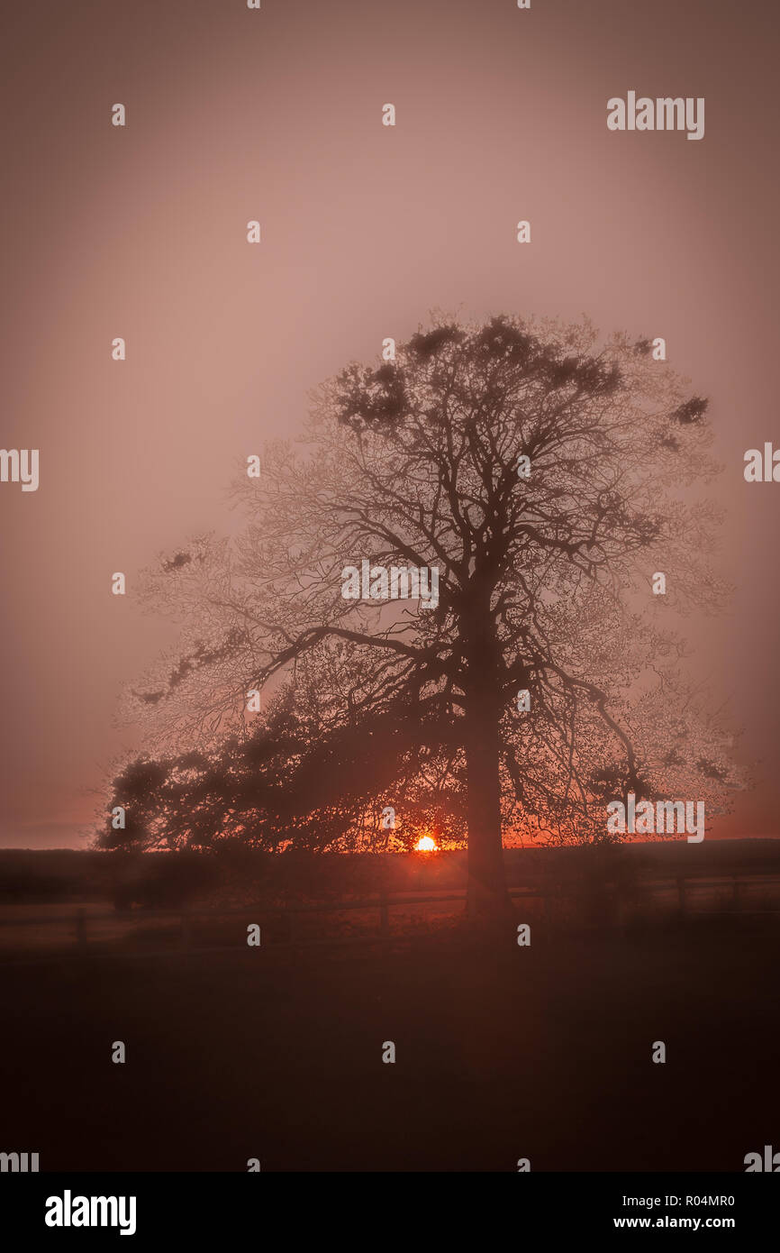 Misty Sonnenuntergang Baum Stockfoto