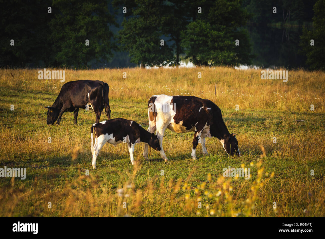 Kühe auf dem Feld, die Polnische Landschaft, am späten Abend goldenes Licht. Stockfoto