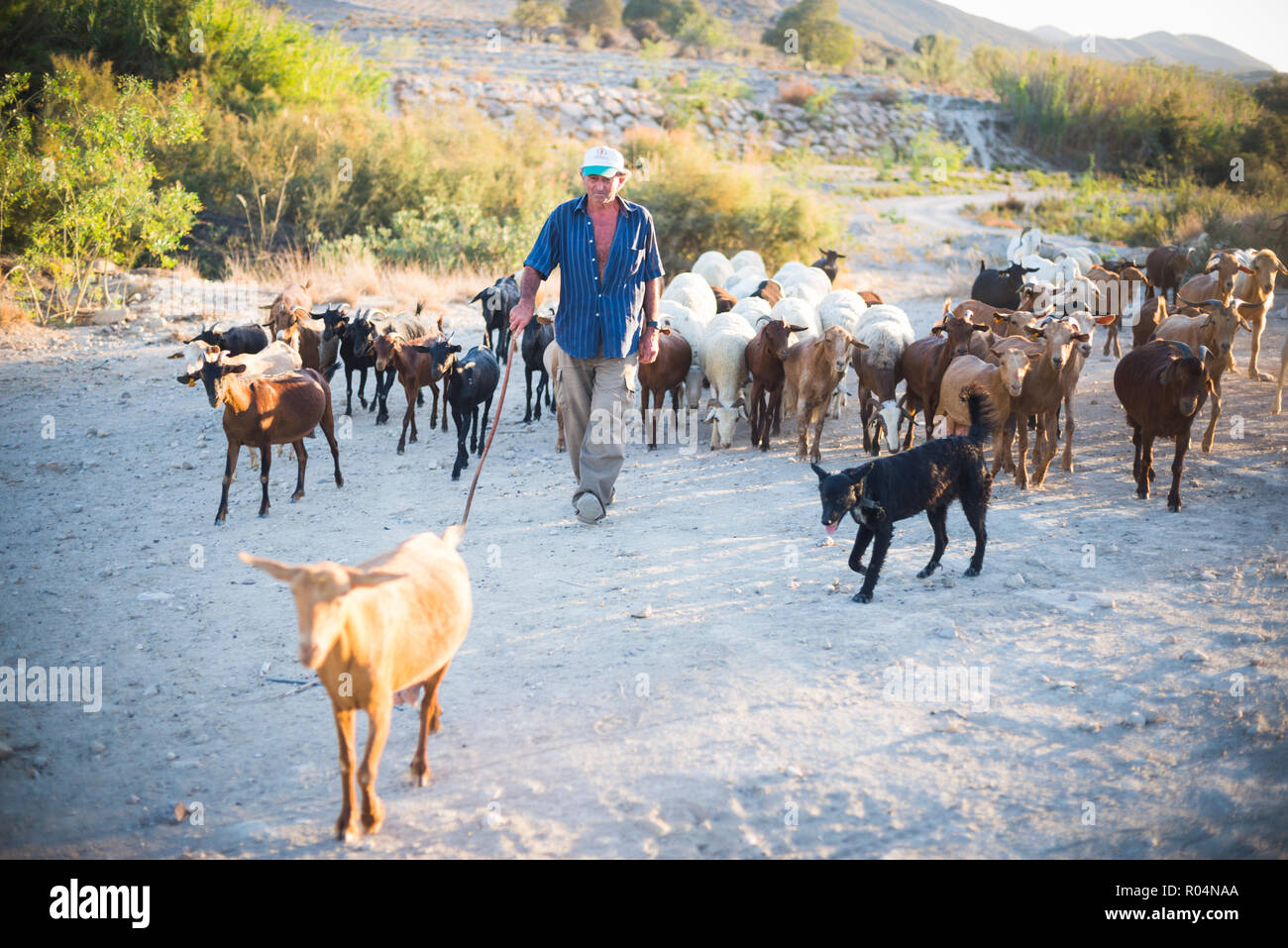 Ziege Herder, Mojacar, Almeria, Andalusien, Spanien, Europa Stockfoto