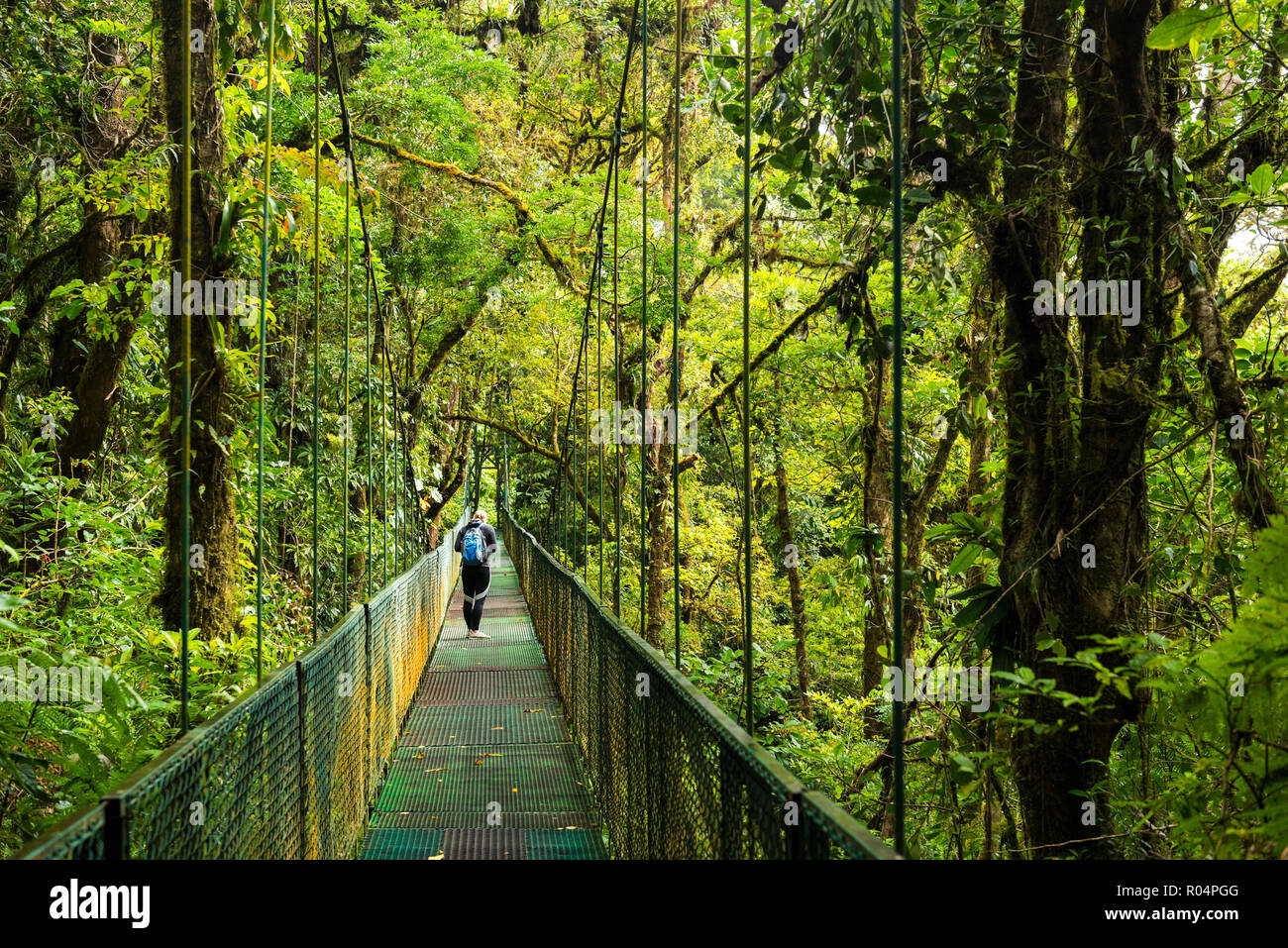 Treetop selvatura Hängebrücken, Monteverde Cloud Forest Reserve, Puntarenas, Costa Rica, Mittelamerika Stockfoto