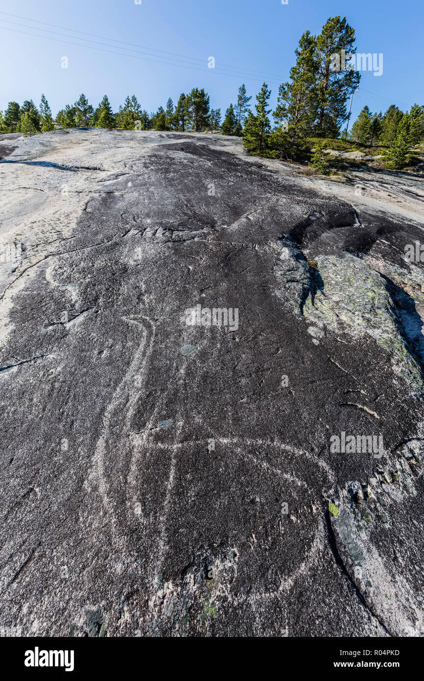 Tiere, die in der 9000 Jahre alten geschliffen und poliert Stein Alter rock Kunst an Leiknes, Norwegen, Skandinavien, Europa Stockfoto