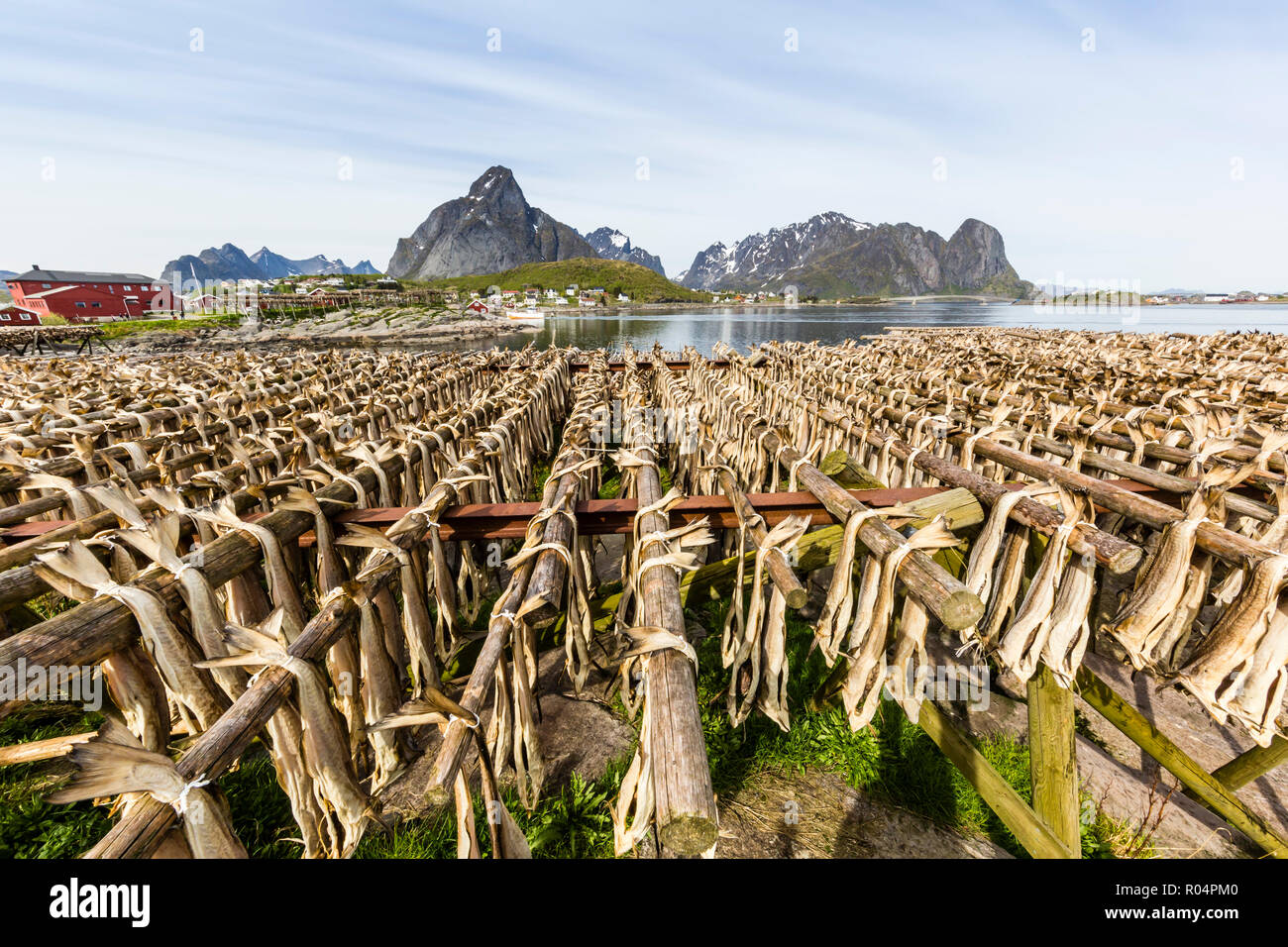 Split Stockfisch trocknen in der Sonne auf hölzernen Regalen in der Stadt Reine, Lofoten, Arktis, Norwegen, Skandinavien, Europa Stockfoto