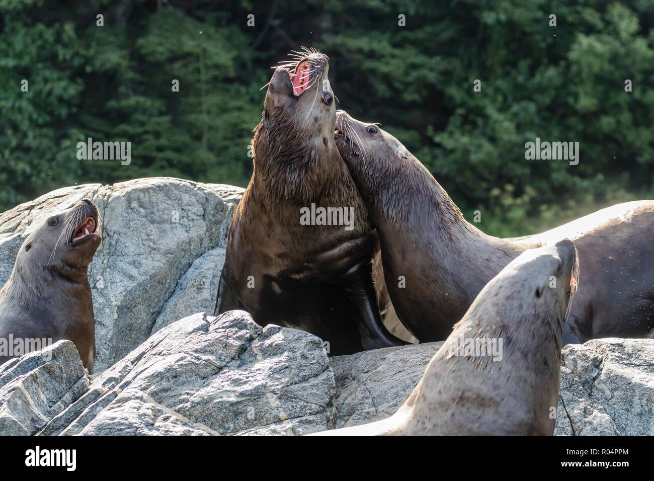 Nach bull Steller Seelöwen (Eumetopias jubatus), mock kämpfen, Inian Inseln, Alaska, Vereinigte Staaten von Amerika, Nordamerika Stockfoto
