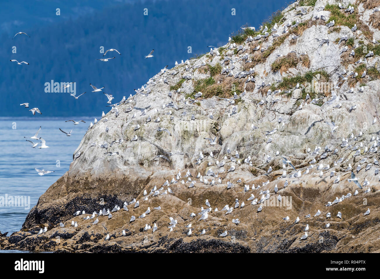 Nach schwarz-legged Dreizehenmöwe (Rissa tridactyla), South Marmor Inseln, Glacier Bay National Park, Alaska, Vereinigte Staaten von Amerika, Nordamerika Stockfoto