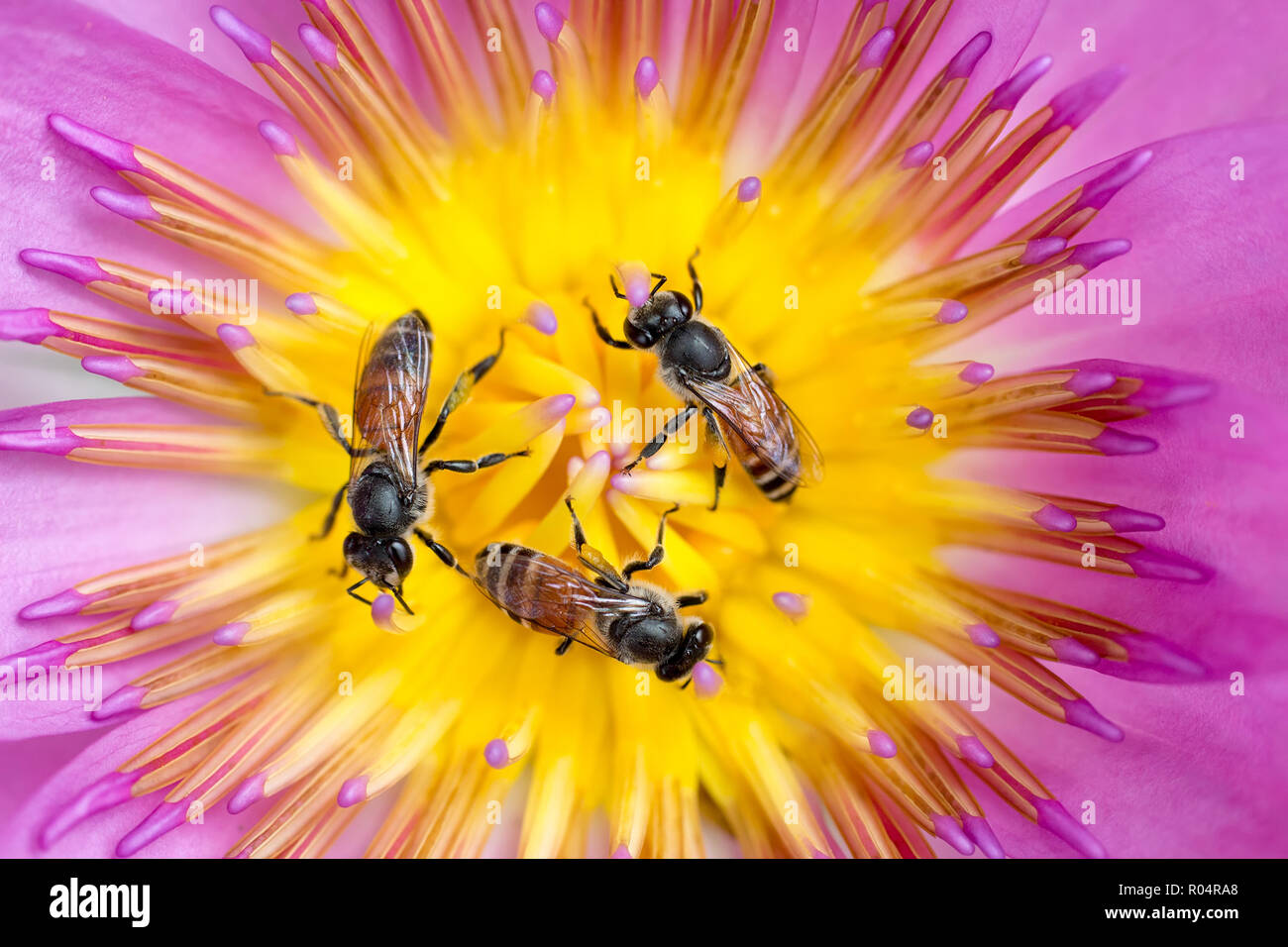 Drei kleine Bienen im Kreis sammeln Pollen im Herzen eines lebhaften waterlily Blume Stockfoto