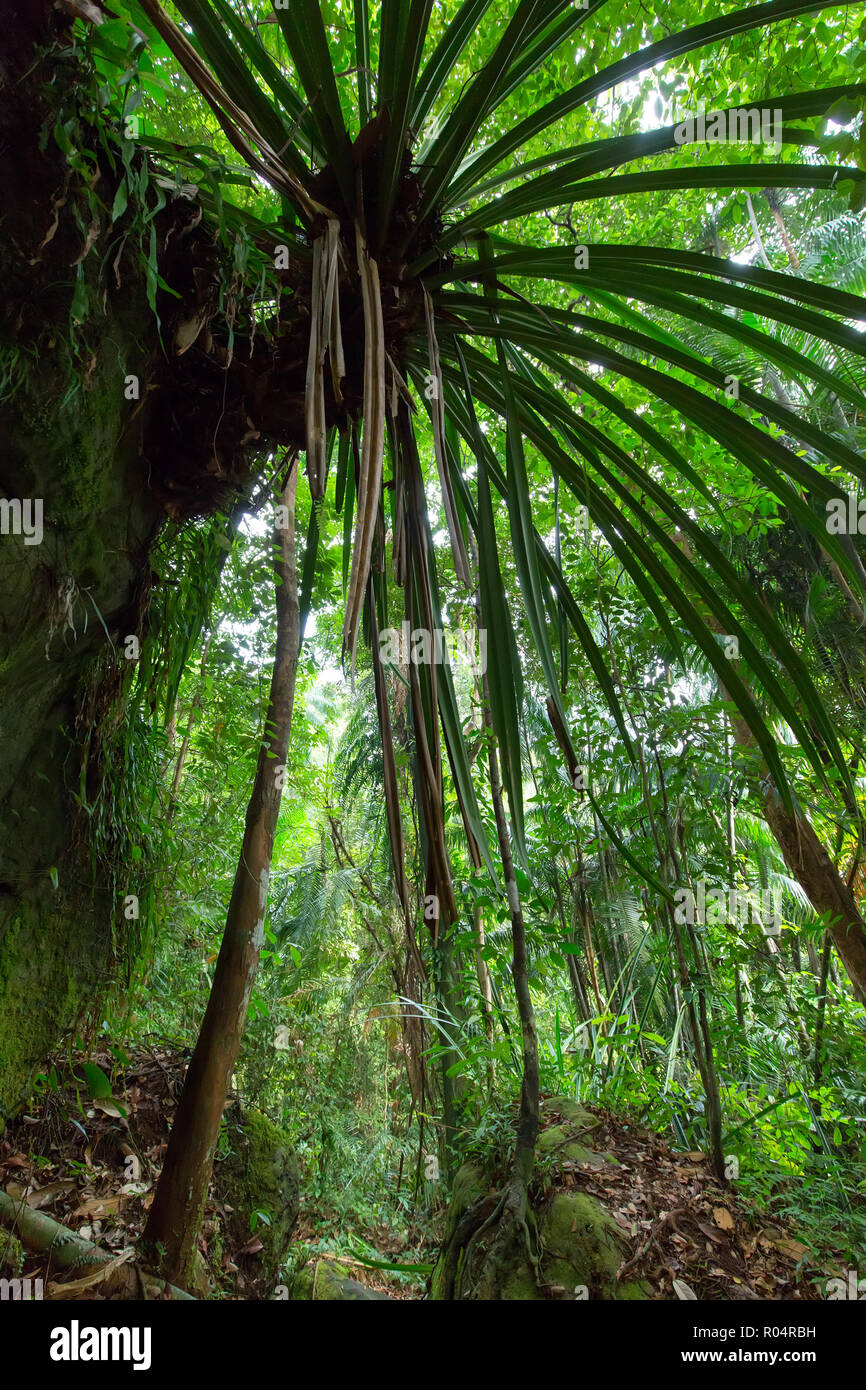 Tiefen Dschungel in der Bako Nationalpark, Malaysia, Borneo Stockfoto