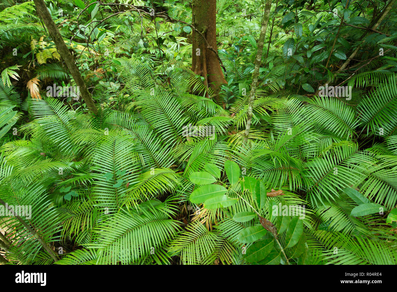 Tropische Farne im tiefen Dschungel von Borneo, Malaysia Stockfotografie -  Alamy