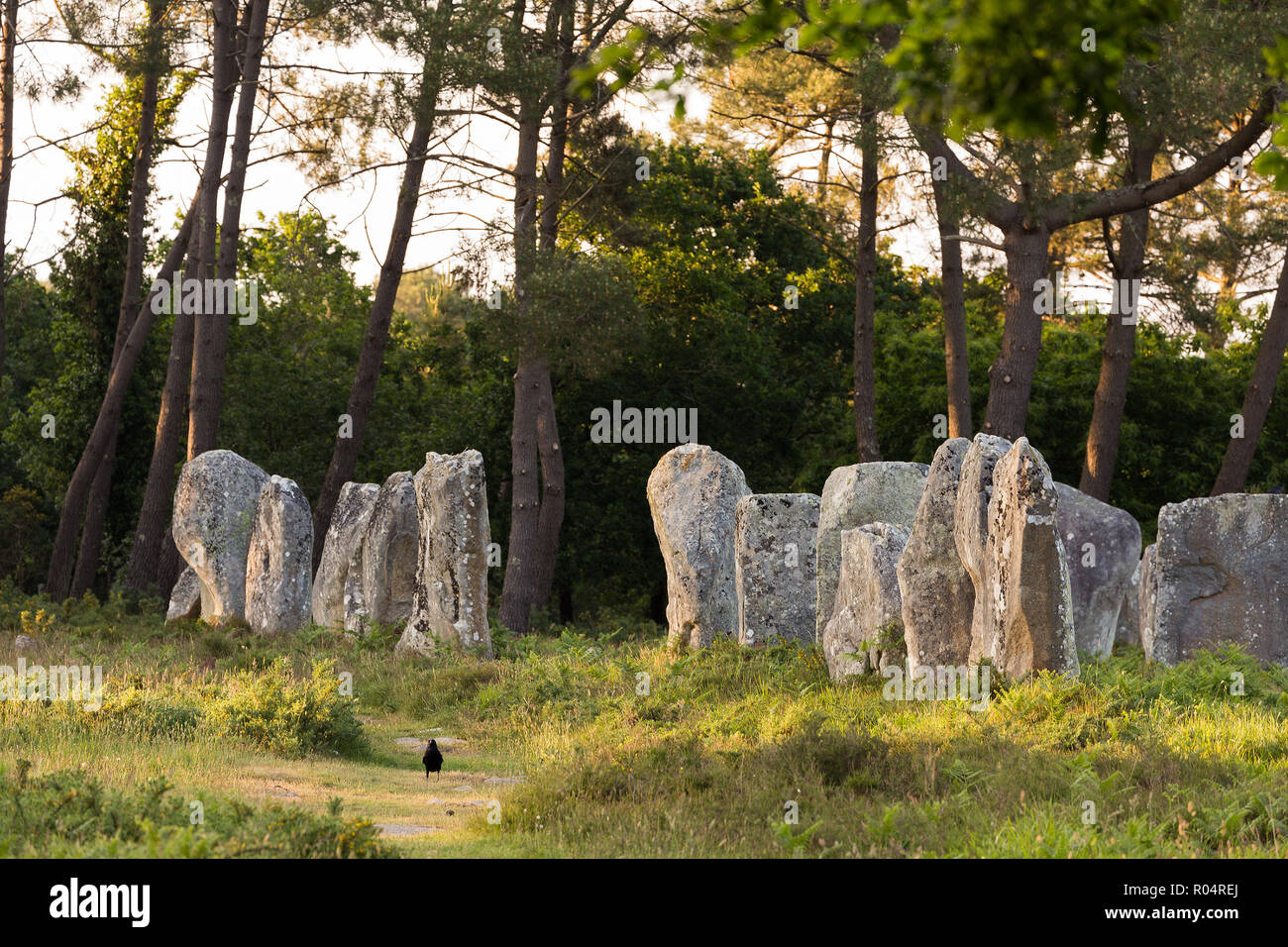 Ausrichtung der Steine von Carnac in der Bretagne, Frankreich Stockfoto