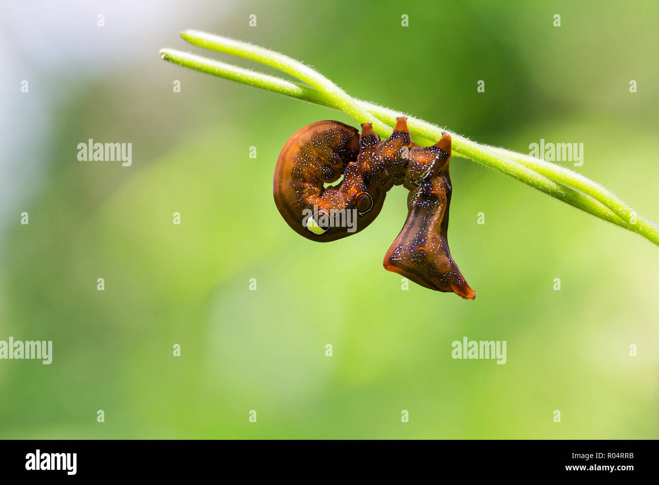 Die seltsame cartepillar von Eudocima Abersee stehend auf Reben Stockfoto